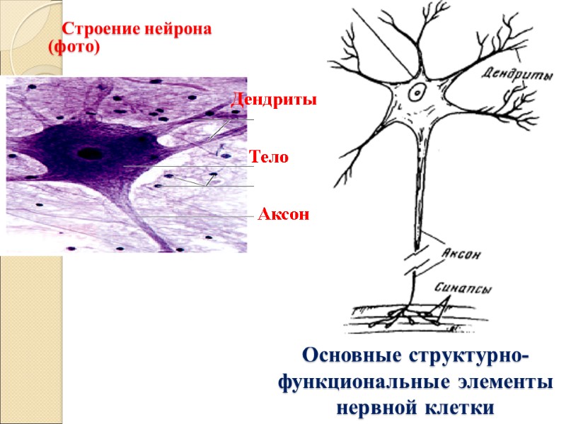 Основные структурно-функциональные элементы нервной клетки    Строение нейрона (фото) Дендриты Тело Аксон